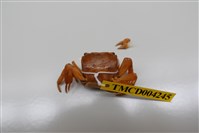 藏品(奧氏後相手蟹)的圖片